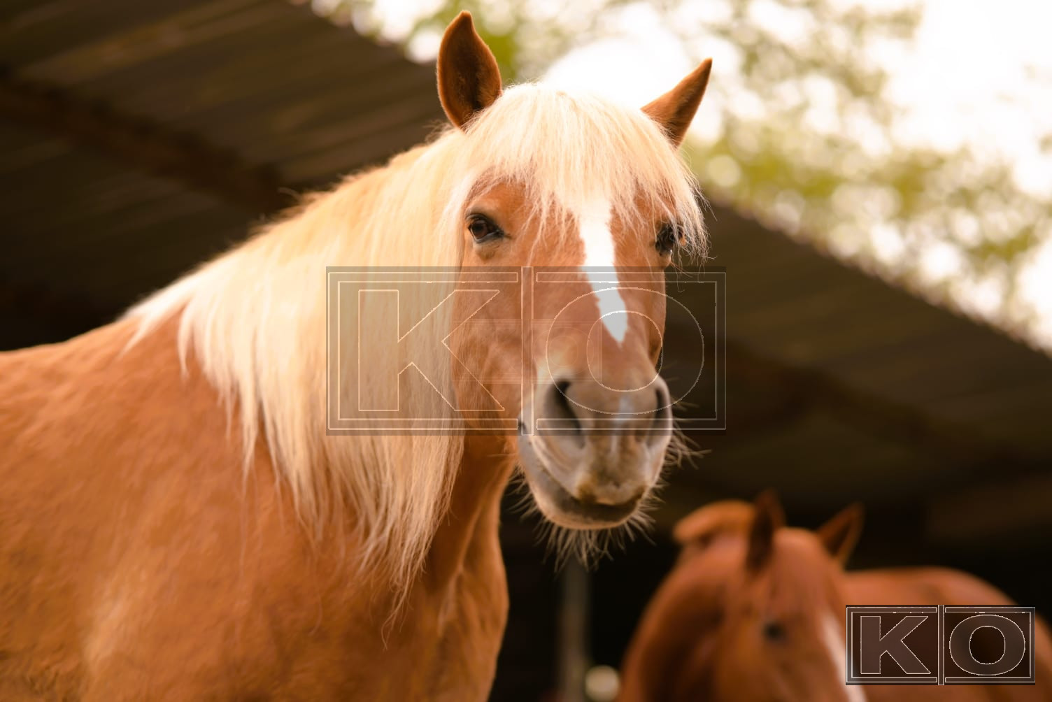 Einfühlsame Tierfotografie – natürliche Tierportraits von KO-Perspektive