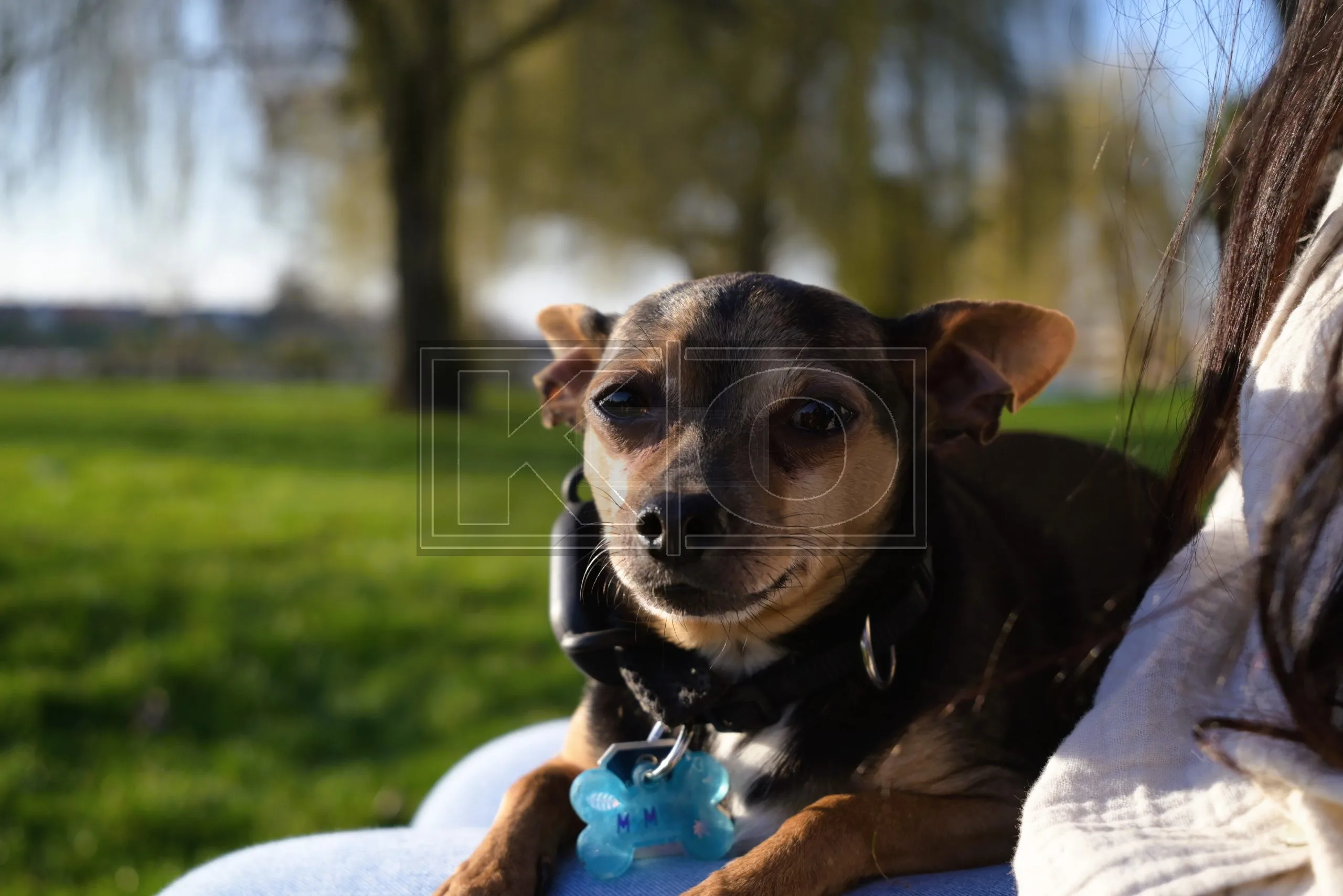 Tierfotografie Heddesheim – natürliches Tierportrait