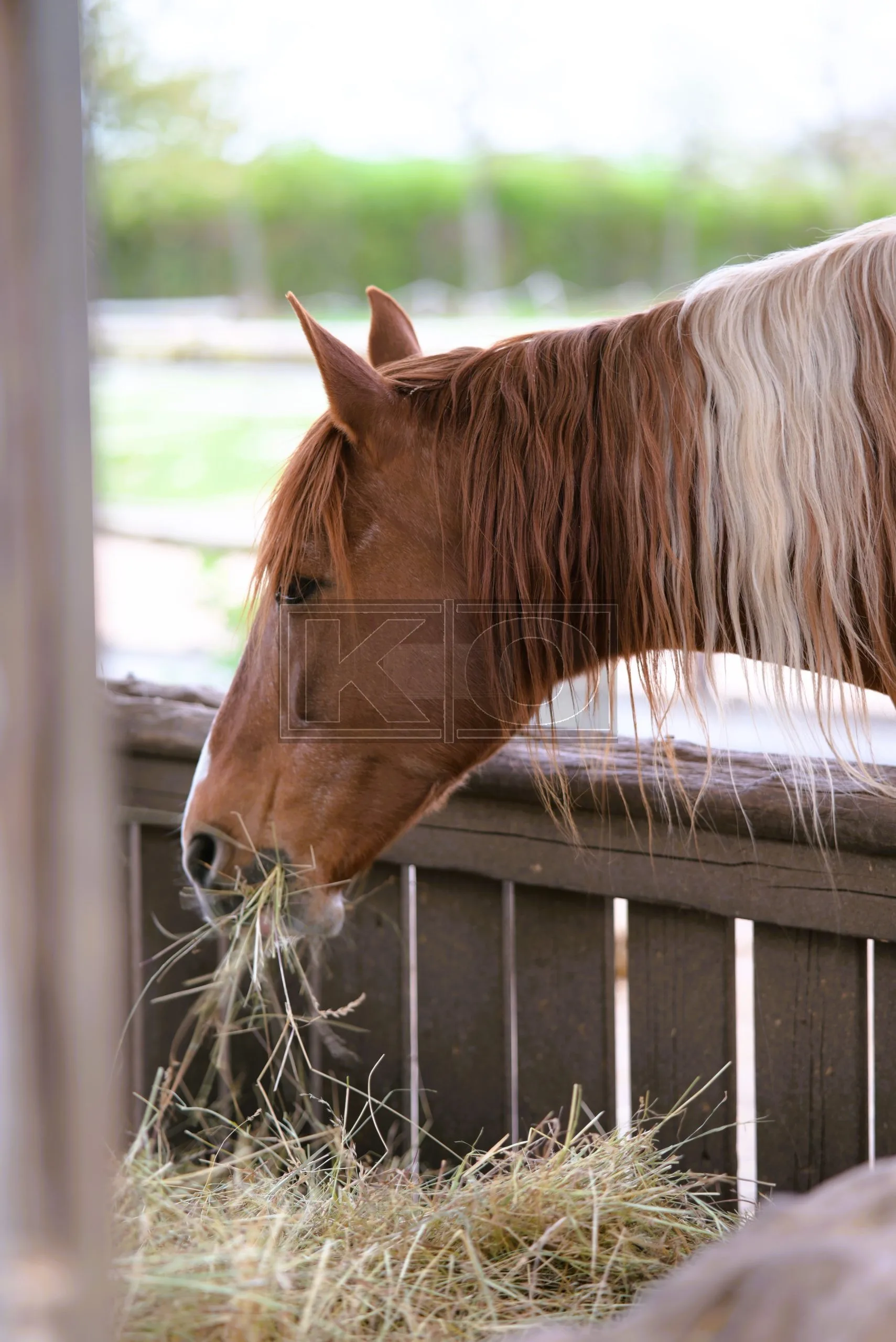 Natürliche Tierfotografie Heddesheim