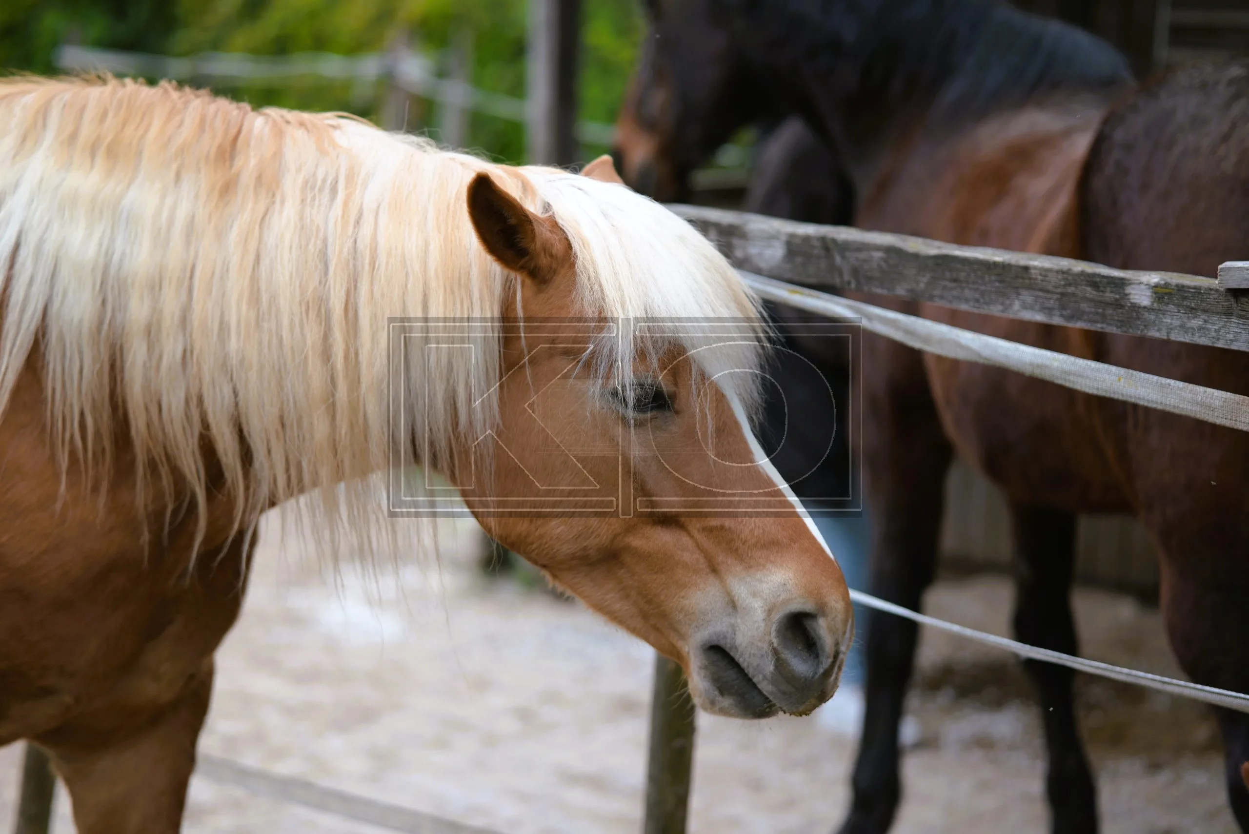 Natürliche Tierfotografie Heddesheim
