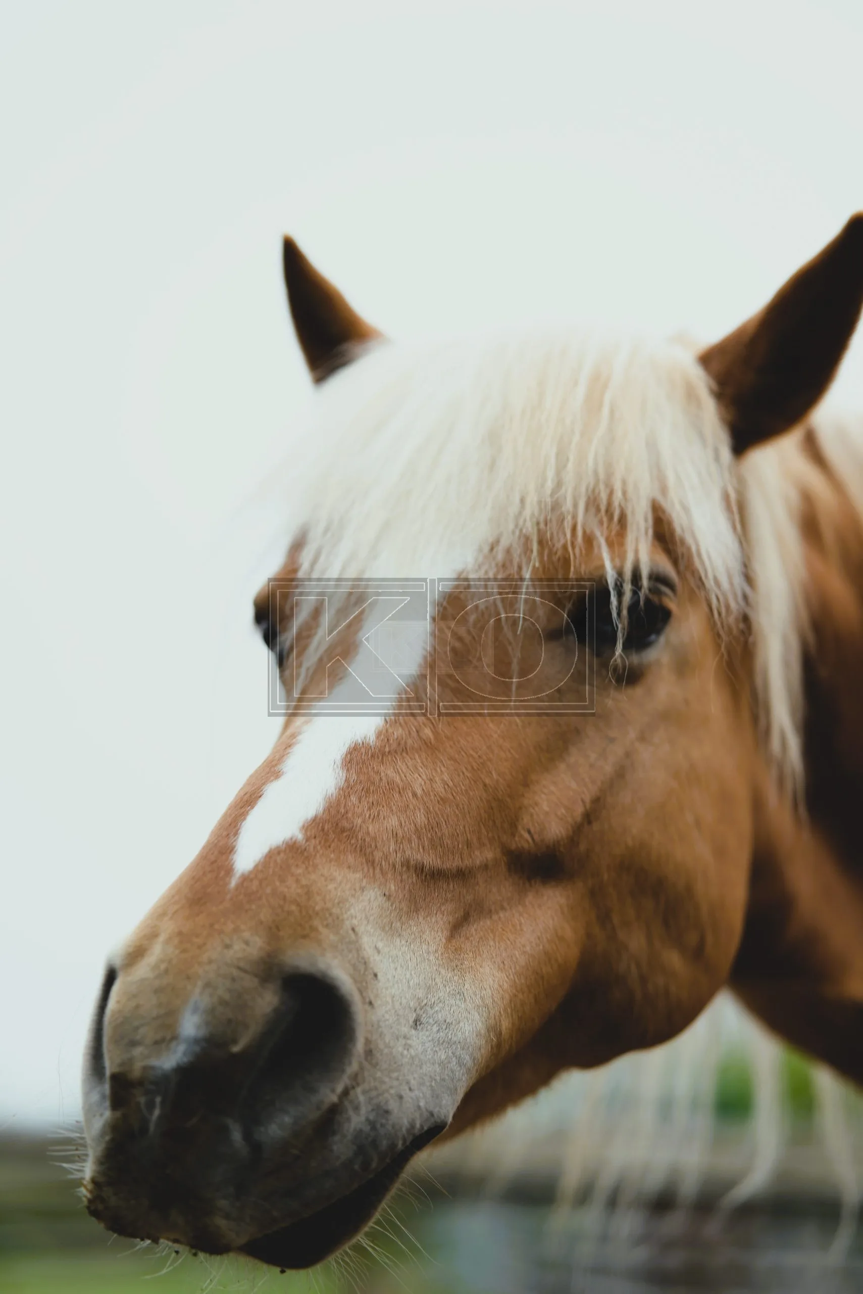 Tierportrait Fotograf Heddesheim – Kemal Oguz