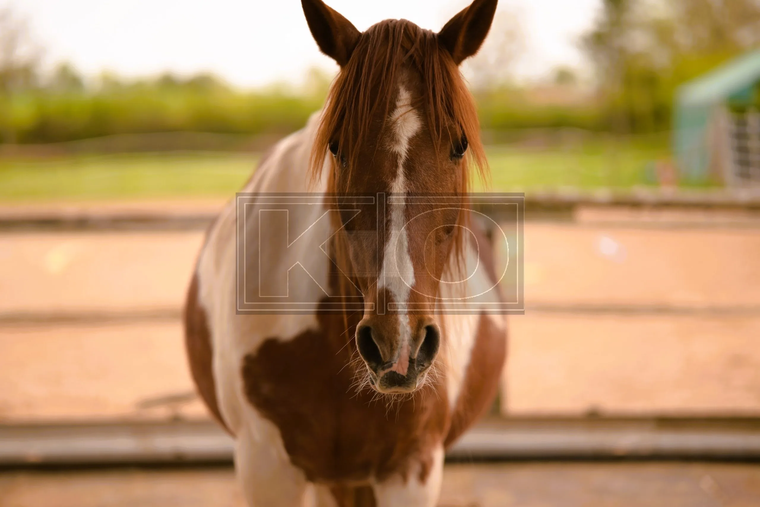 Tierportrait Fotograf Heddesheim – Kemal Oguz