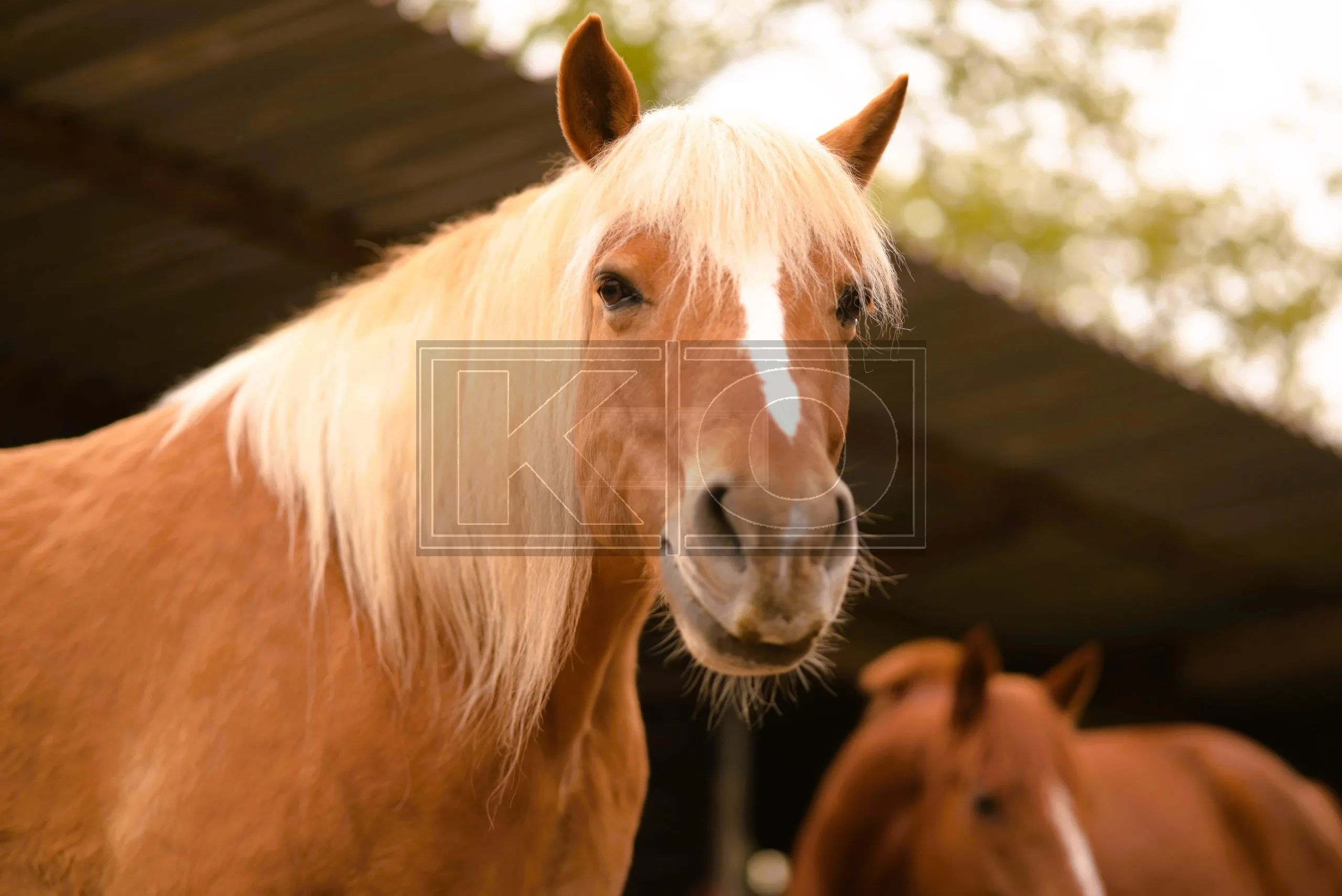 Tierportrait Fotograf Heddesheim – Kemal Oguz