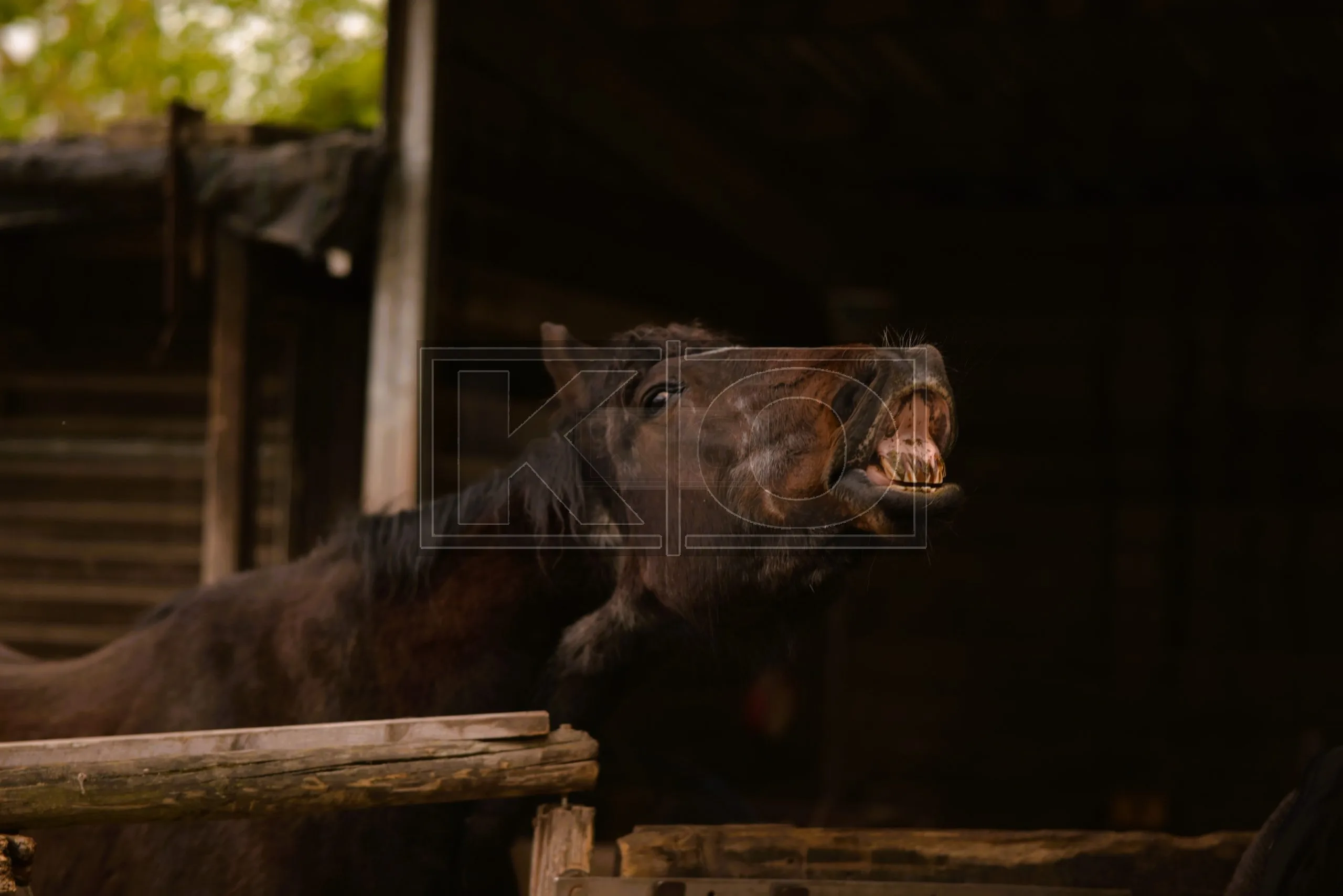 Natürliche Tierfotografie Heddesheim